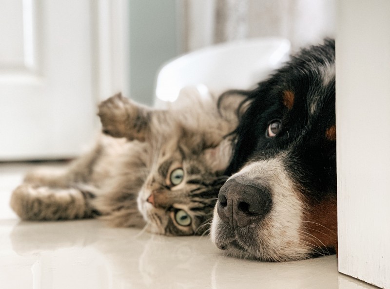 6 Reasons to Allow Pets in Your Rental Property